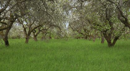 Scenic view of a lush apple orchard in bloom during springtime in Aizpute, Latvia.
