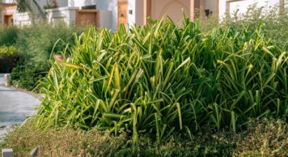 Vibrant greenery in Dubai's urban landscaping, showcasing lush plants amidst modern architecture.