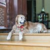 Golden Retriever relaxing at a luxury heritage hotel entrance in Bikaner, India.