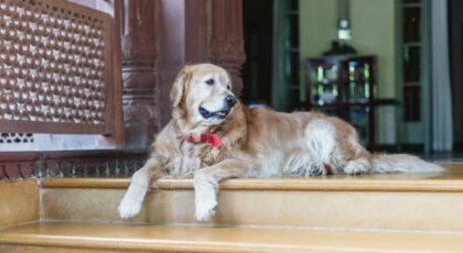 Golden Retriever relaxing at a luxury heritage hotel entrance in Bikaner, India.