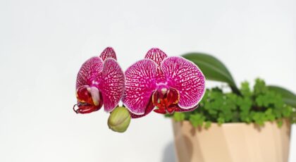 Close-up of vibrant pink orchid flowers in a pot with greenery.