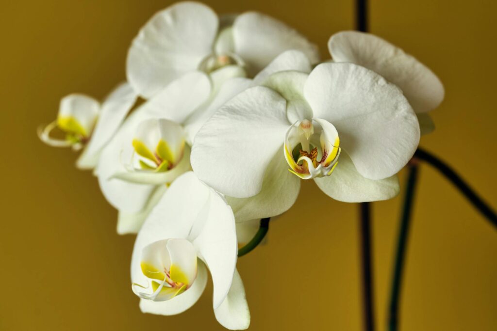 Fairmont Orchid Spa: Ultimate Hawaiian Relaxation